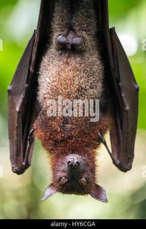 Close-up Portrait große malaiische Flughund Stockfoto