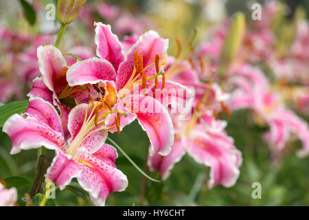 Rosa Asiatic Lilie Blume im Garten Stockfoto