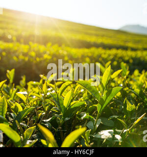 Grüner Tee Blätter Nahaufnahme.  Mae Chan-Tee-Plantagen in Nord-Thailand Stockfoto