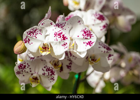 Schöne weiße Orchidee blüht closeup Stockfoto