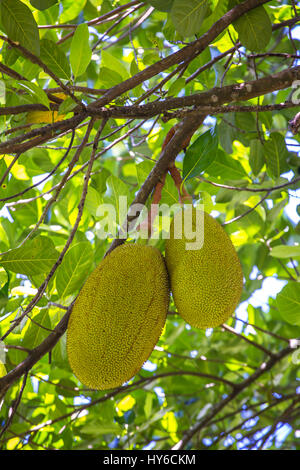 Die Jackfrucht am Baum Stockfoto