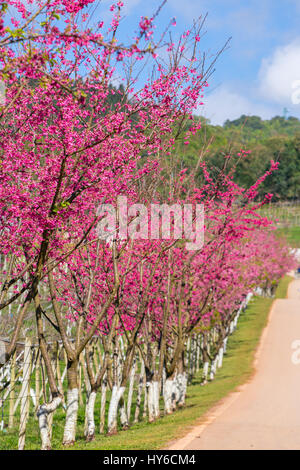 Blühende Sakura-Baum entlang der schönen Straße im Doi Ang Khang National Park, Nord-Thailand. Stockfoto