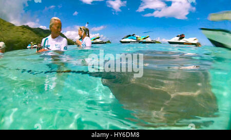 Schwimmen mit Haien und Rochen, Tiahura, Moorea, Französisch-Polynesien Stockfoto