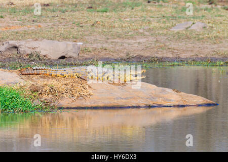 Krokodil in der Nähe von Kruger National Park, Südafrika. Safari und Tierwelt. Stockfoto