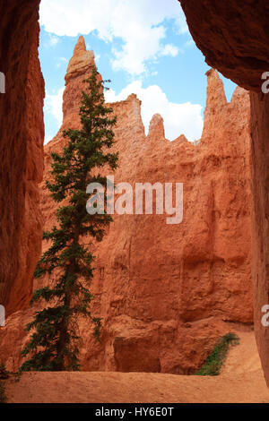 Panorama vom Bryce Canyon National Park, USA. Hoodoos, geologischen Formationen. Schöne Landschaft Stockfoto