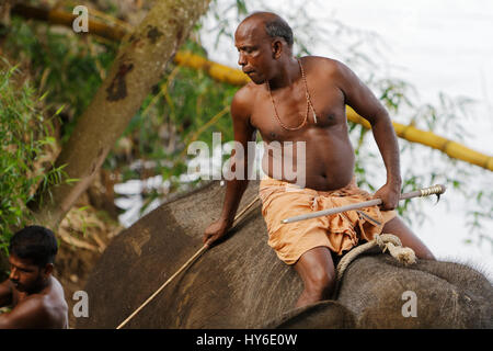 Mann sitzt auf einem Elefanten während der Reinigung in einem Elefanten-Garten in Kerala, Südindien Stockfoto
