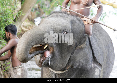 Junger Elefant Wasser aus einem Fluss vor der Reinigung in einem Elefanten-Garten in Kerala, Südindien Stockfoto