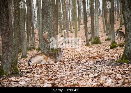 Europäischen Damwild, Dama Dama, Tschechische Republik, Europa, von Monika Hrdinova/Dembinsky Foto Assoc Stockfoto