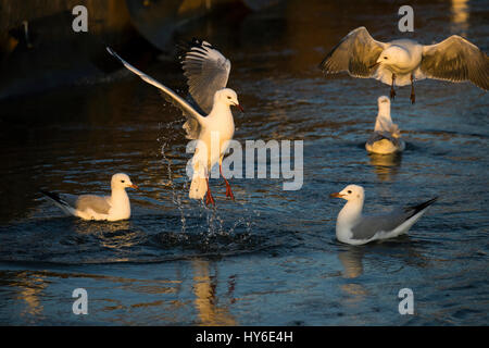 König Gull Angeln, hartlaub's Möwe, Chroicocephalus hartlaubii, Walvis Bay, Namibia, von Monika Hrdinova/Dembinsky Foto Assoc Stockfoto