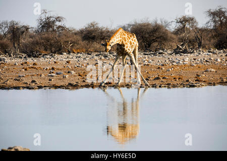 Angolanischen Giraffe, Giraffa giraffa angolensis, Klein Namutoni Waterhole, Etosha National Park, Namibia, Afrika, von Monika Hrdinova/Dembinsky Foto Assoc Stockfoto