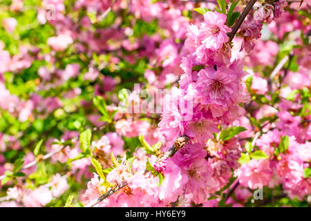 Zweig der japanischen Kirsche Sakura Blüten. Stockfoto