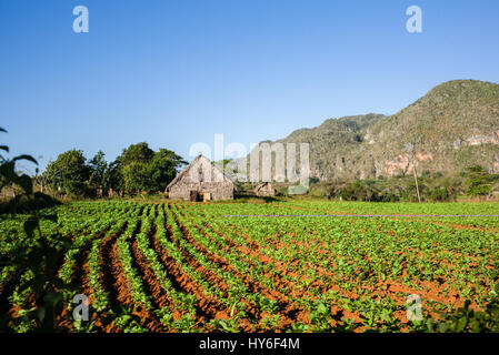 Tabakanbau in Vinales Tal, Kuba, mit Mogotes, Kalksteinhügel. Stockfoto