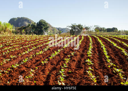 Tabakanbau in Vinales Tal, Kuba, mit Mogotes, Kalksteinhügel. Stockfoto