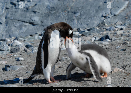 Erwachsenen Gentoo Penguin mit Küken. Stockfoto