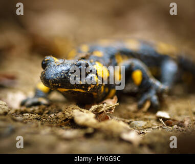 Gelbe Spotted Salamander auf dem Waldboden, Makro Stockfoto