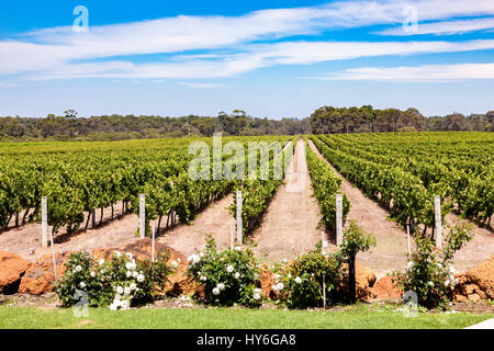 Wasserscheide Weinberg Margaret River-Gebiet, Südwest Austrlaia. Stockfoto