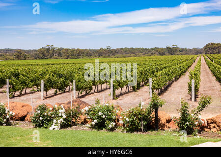 Wasserscheide Weinberg Margaret River-Gebiet, Südwest Austrlaia. Stockfoto