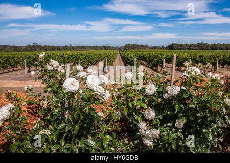 Wasserscheide Weinberg Margaret River-Gebiet, Südwest Austrlaia. Stockfoto