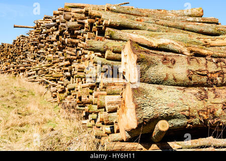 Stapel von Holz auf einem Rasen-Hang. Dieses Holz wird höchstwahrscheinlich als Biokraftstoff verwendet werden. Stockfoto