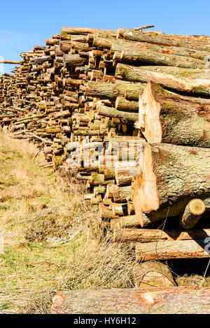 Stapel von Holz auf einem Rasen-Hang. Dieses Holz wird höchstwahrscheinlich als Biokraftstoff verwendet werden. Stockfoto