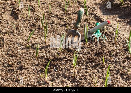 Frühling Knoblauch schießt. Anbau von Gemüse. Grüne Triebe von Knoblauch in den Schmutz im Garten Stockfoto