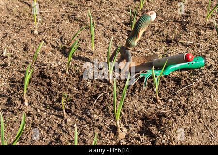 Frühling Knoblauch schießt. Anbau von Gemüse. Grüne Triebe von Knoblauch in den Schmutz im Garten Stockfoto