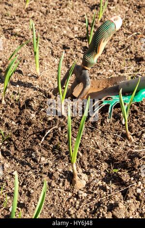 Frühling Knoblauch schießt. Anbau von Gemüse. Grüne Triebe von Knoblauch in den Schmutz im Garten Stockfoto