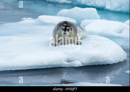 Bärtige Siegel (Erignathus Barbatus) Verlegung auf Packeis, Spitzbergen-Island, Spitzbergen, Norwegen, Stockfoto