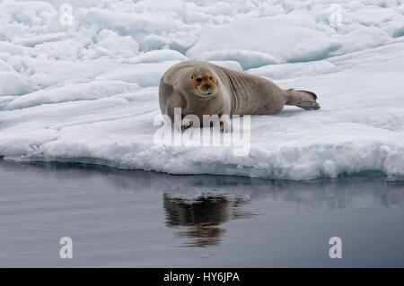 Bärtige Siegel (Erignathus Barbatus) erstreckt sich auf Packeis, Spitzbergen-Island, Spitzbergen, Norwegen, Stockfoto