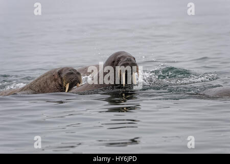 Walross (Odobenus Rosmarus) in Wasser, Insel Spitzbergen, Svalbard-Archipel, Norwegen, Stockfoto