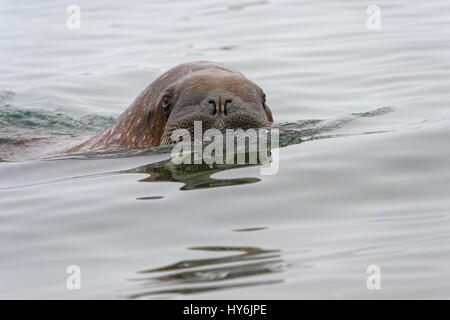 Walross (Odobenus Rosmarus) in Wasser, Insel Spitzbergen, Svalbard-Archipel, Norwegen, Stockfoto
