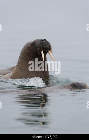 Walross (Odobenus Rosmarus) in Wasser, Insel Spitzbergen, Svalbard-Archipel, Norwegen, Stockfoto