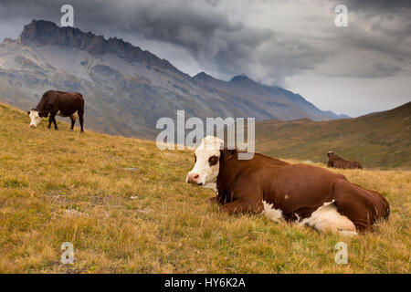 Grasende Kühe. Plan du Lac. Parc National de la Vanoise. Frankreich. Europa. Stockfoto