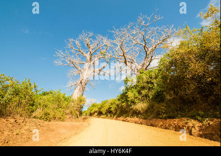 Baobab-Baum auf einem Feldweg in Afrika bei Sonnenuntergang Stockfoto