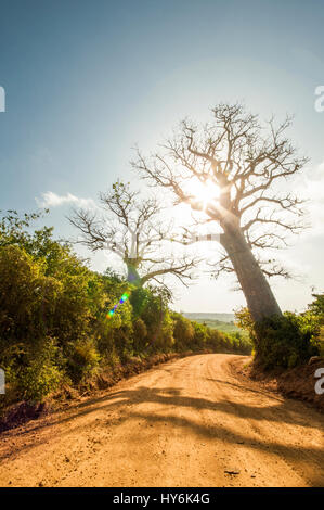 Baobab-Baum auf einem Feldweg in Afrika bei Sonnenuntergang Stockfoto