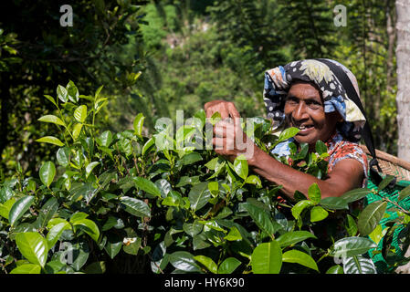 Sri Lanka, in der Nähe von Galle, Dorf Akuressa. Organic Green Tea Garden & Tee Factory, die nur organische Kaffee Farm im Süden von Sri Lanka. Stockfoto