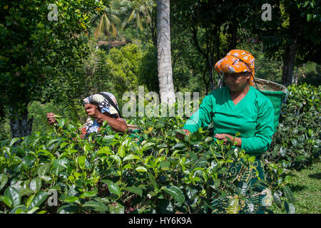 Sri Lanka, in der Nähe von Galle, Dorf Akuressa. Bio Green Tea Garden & Teefabrik, der nur Bio-Tee-Farm im Süden Sri Lankas. Typisch weibliche te Stockfoto