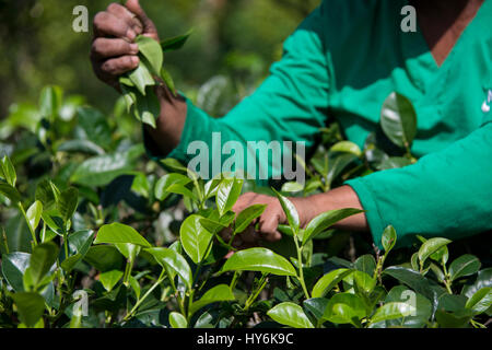 Sri Lanka, in der Nähe von Galle, Dorf Akuressa. Oorganic Tee-Farm im Süden Sri Lankas. Typisch weibliche Tee Blatt Picker. Stockfoto