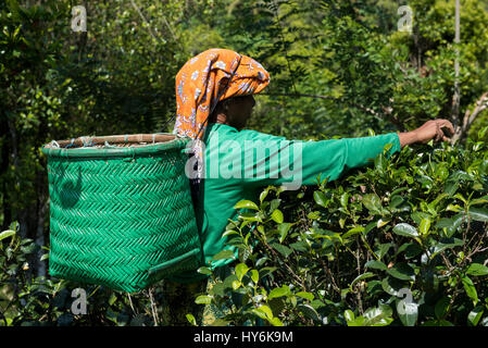 Sri Lanka, in der Nähe von Galle, Dorf Akuressa. Oorganic Tee-Farm im Süden Sri Lankas. Typisch weibliche Tee Blatt Picker. Stockfoto