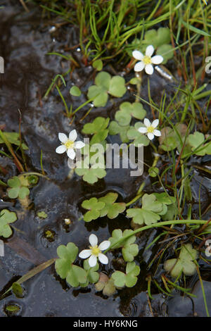 Ranunculus omiophyllus Stockfoto