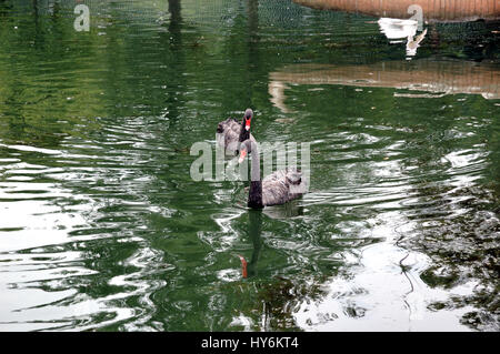 Zwei schwarze Schwäne auf künstlichen See schwimmen Stockfoto