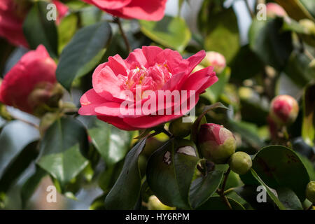 Dunkel rosa Camellia Japonica Blume Stockfoto