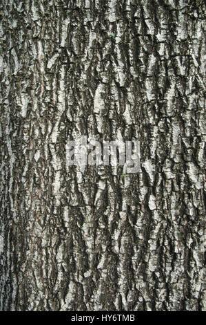 Baum-Rinde-Textur Stockfoto