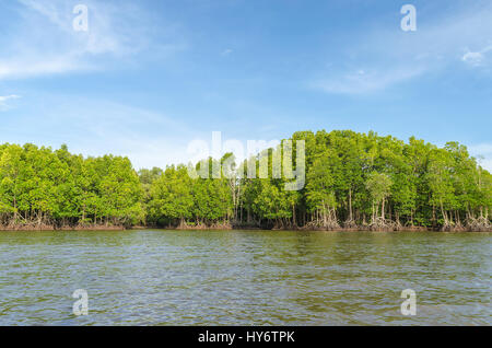 Mangrovenwald und Fluss in Chanthaburi thailand Stockfoto