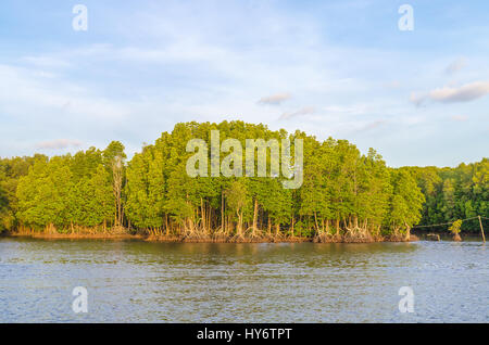 Mangrovenwald und Fluss in Chanthaburi thailand Stockfoto