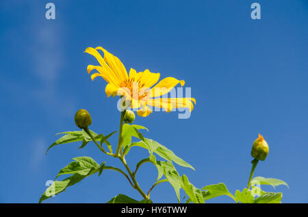 Mexikanische Sonnenblume und blauer Himmel Stockfoto