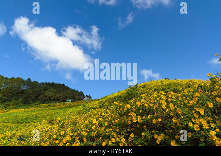 Mexikanische Sonnenblume Berg Maehongson Thailands Stockfoto