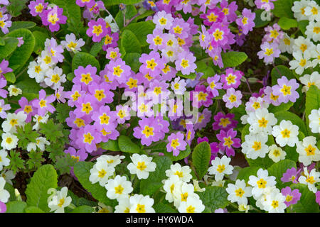 Farbvarianten der gemeinsamen Primel Primula Vulgaris wächst im Frühjahr Grenze Stockfoto