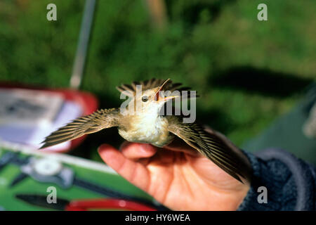 Reed Warbler (Acrocephalus Scirpaceus) in die Vogelberingung Bahnhof in Magione Oasis La Valle, Lago Trasimeno, Umbrien, Italien Stockfoto