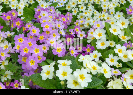 Farbvarianten der gemeinsamen Primel Primula Vulgaris wächst im Frühjahr Grenze Stockfoto